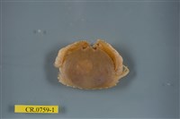 藏品(卷折饅頭蟹)的圖片